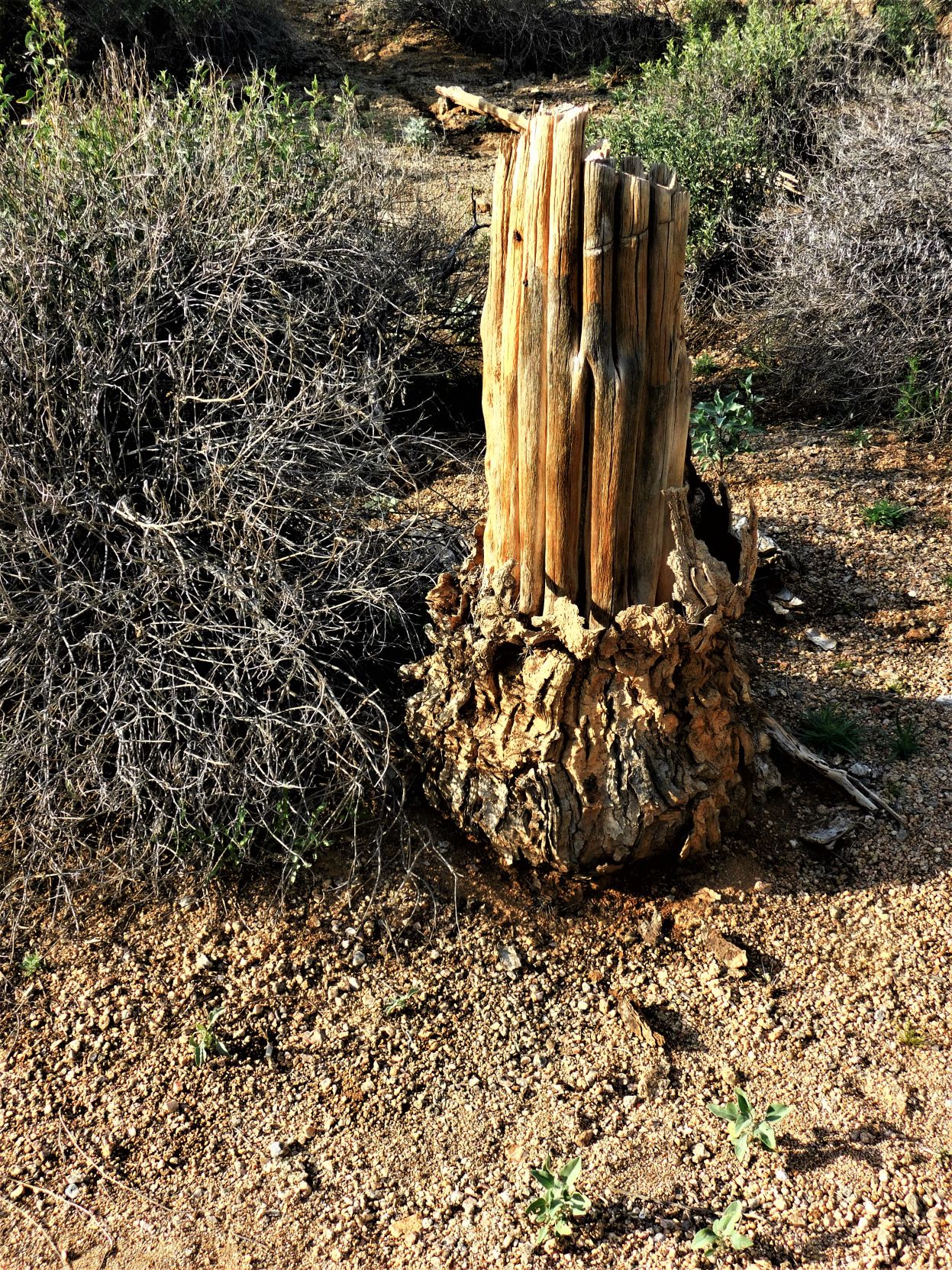 Decayed